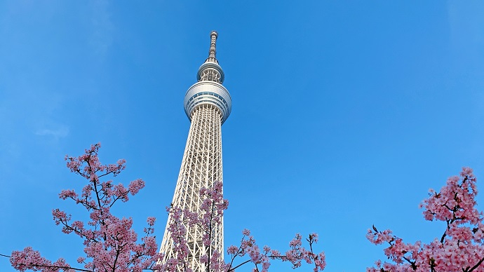 墨田区　スカイツリーと桜